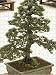 Jigsaw Puzzle of BONSAI TREE JAPANESE BLACK PINE PINUS THUNBERGII INFORMAL UPRIGHT STYLE from Garden World Images