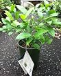 Meyer Lemon Tree in Soil, One Gallon Container by Monrovia Growers