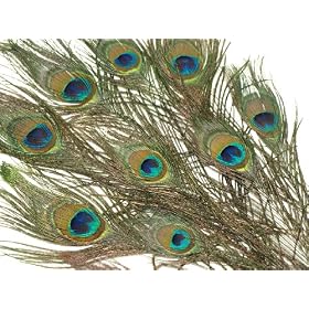 Peacock Feathers - 10pk