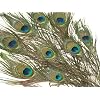 Peacock Feathers - 10pk