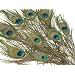 Peacock Feathers - 10pk