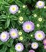 Aster Powder Puffs - 200 Seeds