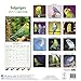 Budgerigars Calendar - Parakeet Calendars -2017 Wall calendars - Calendars 2016 - 2017 Wall Calendars - Bird Calendars - Monthly Wall Calendar by Avonside
