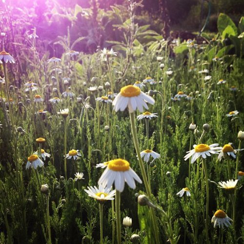 Organic Roman Chamomile Seeds: Non-GMO, Certified Organic Heirloom Seed Packet Organic Roman Chamomile Seeds: Non-GMO, Certified Organic Heirloom Seed Packet