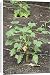 Canvas Prints of Jatropha Curcas - plants nuts are used for high quality Biofuel from David Tipling
