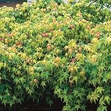 Foxglove - Green Japanese Maple