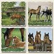Highland Graphics-Simple Pleasures Set of Four coasters