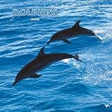 Dolphins 2008 Midi Wall Calendar