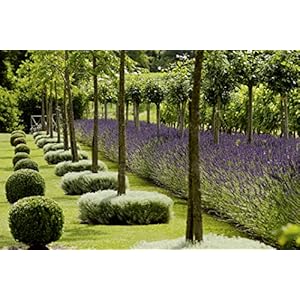 Design für pflegeleichte Gärten - Das große Ideenbuch (Garten- und Ideenbücher BJVV)