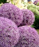 Amazon / Hirt's: Pinball Wizard Allium - Flowering Onion - 1 Bulb