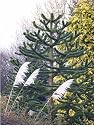 Araucaria araucana - Monkey Puzzle