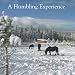 A Humbling Experience: My First Few Years With Fell Ponies