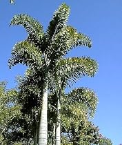 Wodyetia Foxtail Palm 2 Seeds