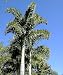 Wodyetia Foxtail Palm 2 Seeds