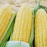 熊本・大分県産 朝もぎ極甘とうもろこし ゴールドラッシュ10~13本入り(約4kg)