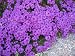 Grow Your Secret Garden Verbena Profusion Violet 50 Seeds
