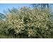 Photographic Prints of Rog-8004 Blackthorn Hedge - Reading from Ardea Wildlife Pets