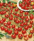 61HwDUQZg%2BL. SL160  Supersweet 100 Hybrid Tomato Seeds   Lycopersicon Esculentum   0.1 Grams   Approx 60 Gardening Seeds   Vegetable Garden Seed