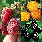 【初めてのキイチゴセット】果樹栽培を始める方へ送るお得なキイチゴ３品種 挿木１年生苗　ソンフリー・サマーフェスティバル・ファールゴールド　３株