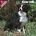 Border Collie 2009 Wall Calendar 12 X 12