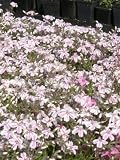 Eigenschaften Dachstauden  / Phlox subulata Candy Stripes - Rosaweisser Polsterphlox