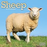 Sheep Calendar - 2016 Wall calendars - Animal Calendar - Monthly Wall Calendar by Avonside