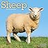Sheep Calendar - 2016 Wall calendars - Animal Calendar - Monthly Wall Calendar by Avonside