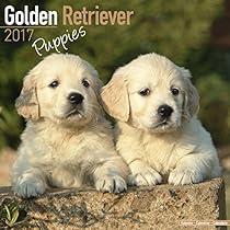 Golden Retriever Puppies Calendar 2017 - Dog Breed Calendars - 2016 - 2017 wall calendars - 16 Month by Avonside