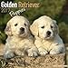 Golden Retriever Puppies Calendar 2017 - Dog Breed Calendars - 2016 - 2017 wall calendars - 16 Month by Avonside