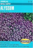 Alyssum Honey Scented Royal Carpet Seeds 250 Seeds