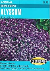 Alyssum Honey Scented Royal Carpet Seeds 250 Seeds
