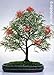 Tropica - Bonsa&iuml;, arbre &agrave; houppettes (Calliandra haematocephala) - 10 graines
