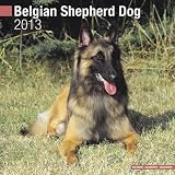 Belgian Shepherd 2013 Wall Calendar #10112-13