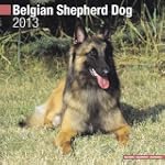 Belgian Shepherd Dog 2013 Wall Calendar