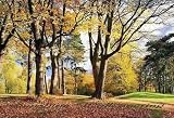 Autumn Park 271 Wall Mural