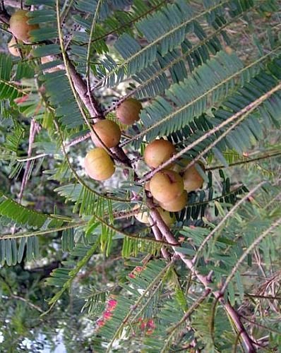 Phyllanthus emblica Indian Gooseberry 20 Seeds Indoor -Outdoor Gardening Red Hummingbirds and butterflies love to visit the lovely blooms