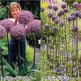 国華園　秋植え球根　アリウムユニークセット　2種6球