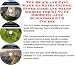 The Quick and Easy Make An Extra Income, Inner Game and Sales Models for Kung Fu Shoes On-line Businesses 3 CD Course