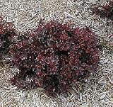 Concorde Barberry - Berberis - Top Seller - Also Bonsai - B00185S7O2
