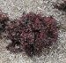 Concorde Barberry - Berberis - Top Seller -Also Bonsai