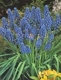 Blue Grape Hyacinth or Muscari - 25 bulbs