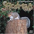 Squirrels 2008 Wall Calendar