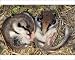Photographic Prints of Garden Dormouse - Two Hibernating from Ardea Wildlife Pets