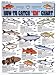 Tight Lines Saltwater Fish Chart #1