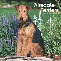 Airedale Terriers 2010 Square Wall (Multilingual Edition)