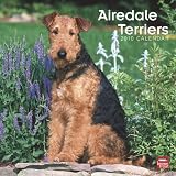 Airedale Terriers 2010 Square Wall (Multilingual Edition)