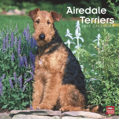 Airedale Terriers 2010 Square Wall (Multilingual Edition)