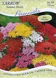 Yarrow - Summer Pastels