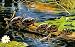 Standing Room Only 550pc Jigsaw Puzzle by Carol Decker
