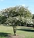 Acoma Crape Myrtle (Lagerstroemia indica x faueri 'Acoma')